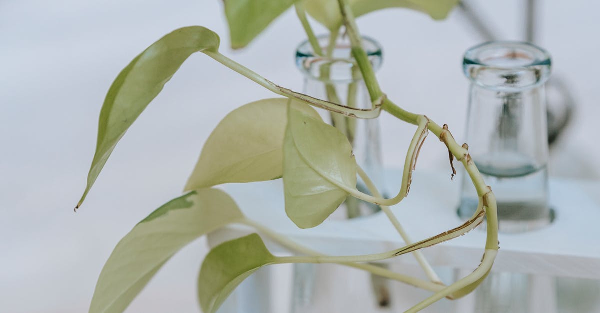 How to grow green onions in water indoors