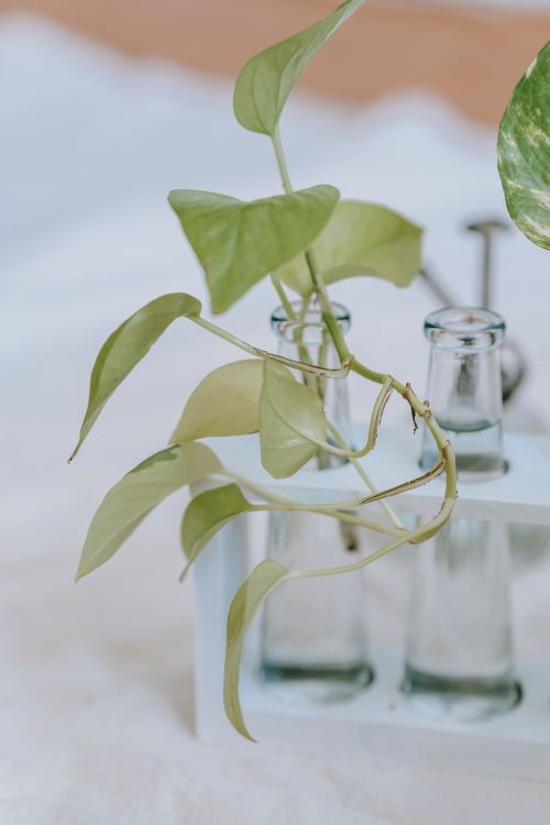 Free Plant with curved stalks and green foliage in transparent bottle with water on textile on blurred background Stock Photo