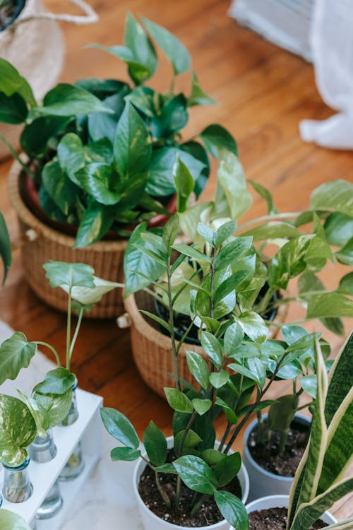 Free Assorted potted plants and sprouts on floor Stock Photo