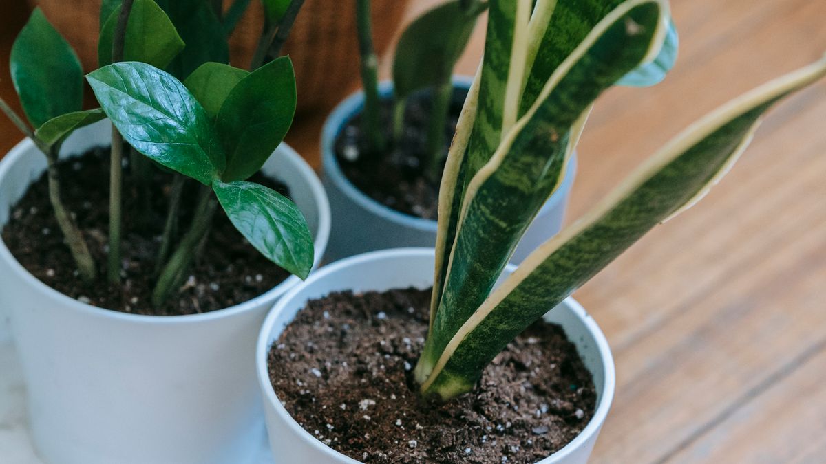 Choisir des plantes dintérieur purificatrices pour 2026