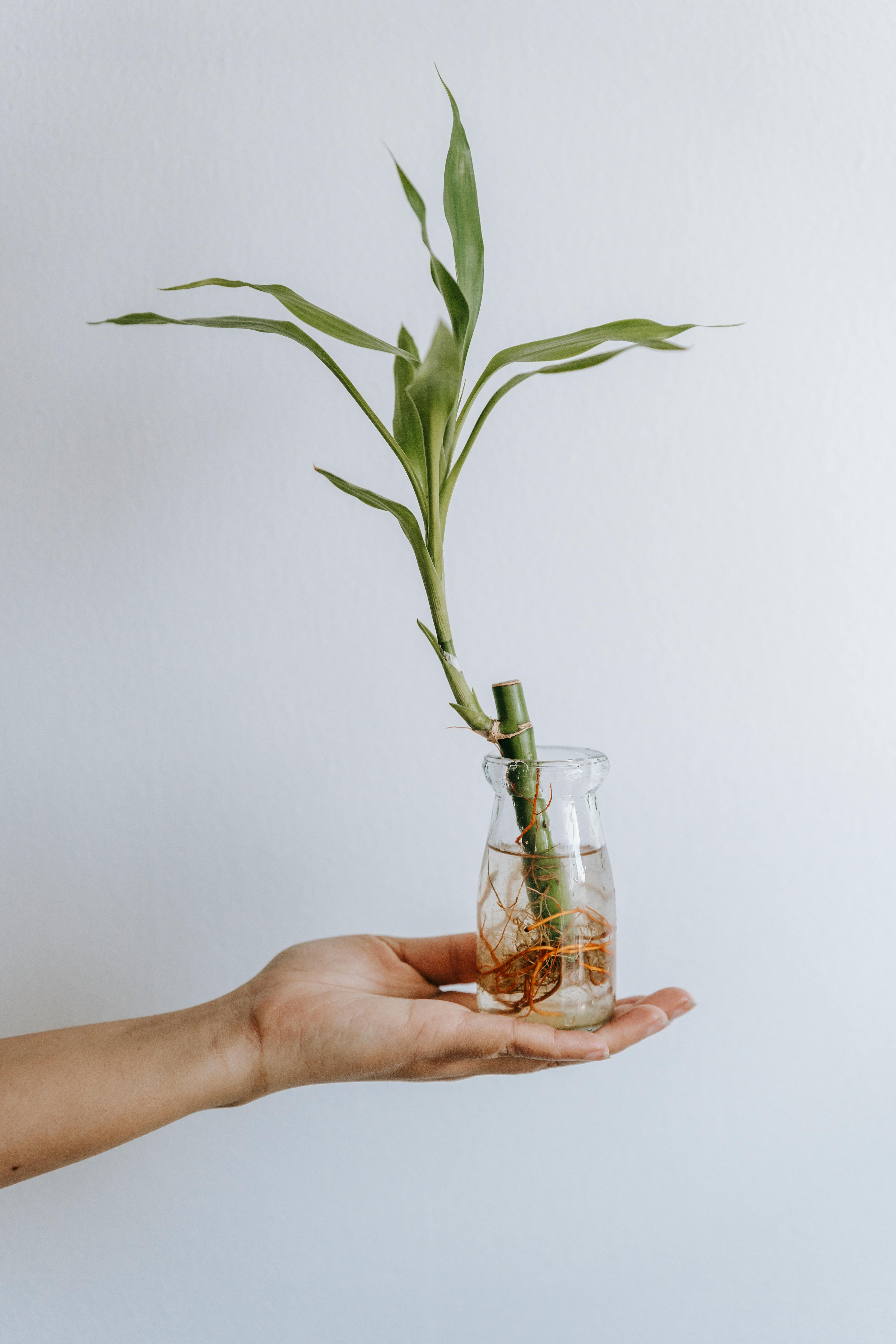 woman showing dracaena sanderiana plant in glass bottle