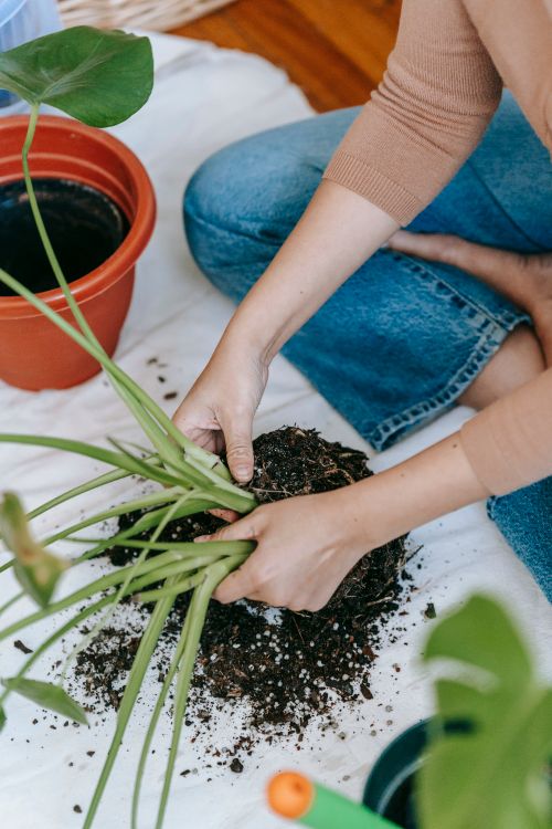 Free High angle of crop anonymous female gardener sitting on floor and working with sprouts at home Stock Photo