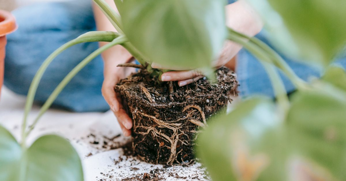 Mãos replantando uma planta Monstera em ambientes internos, mostrando o solo e as raízes.