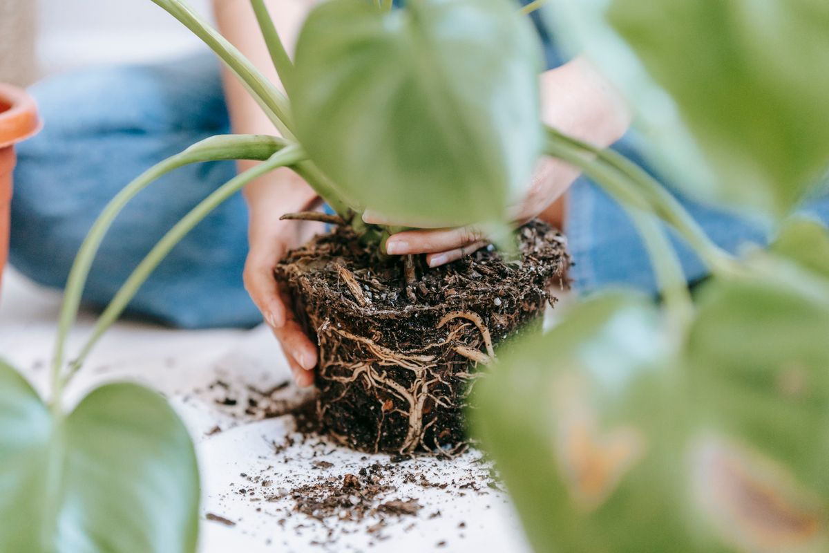 Hands repotting a green Monstera plant into a container