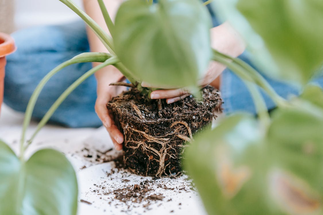 Cultivo libre anónimo jardinero cuidando de la planta verde de la casa y la plantación en maceta Foto de archivo