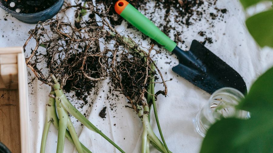 How to Pick Garden Tools That Fit Your Garden and Your Hands