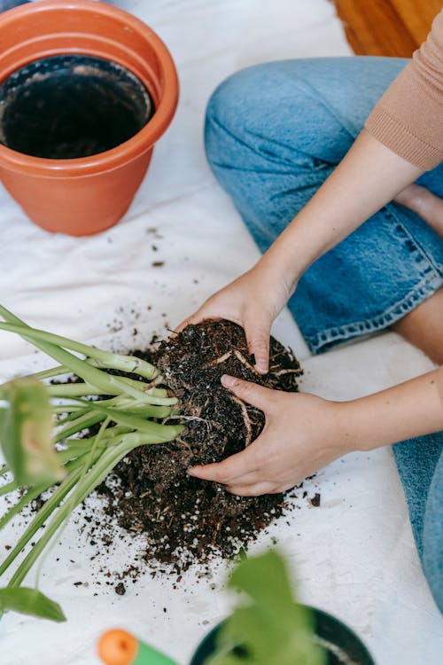 Photos gratuites de à base de plantes, à la maison, angle élevé