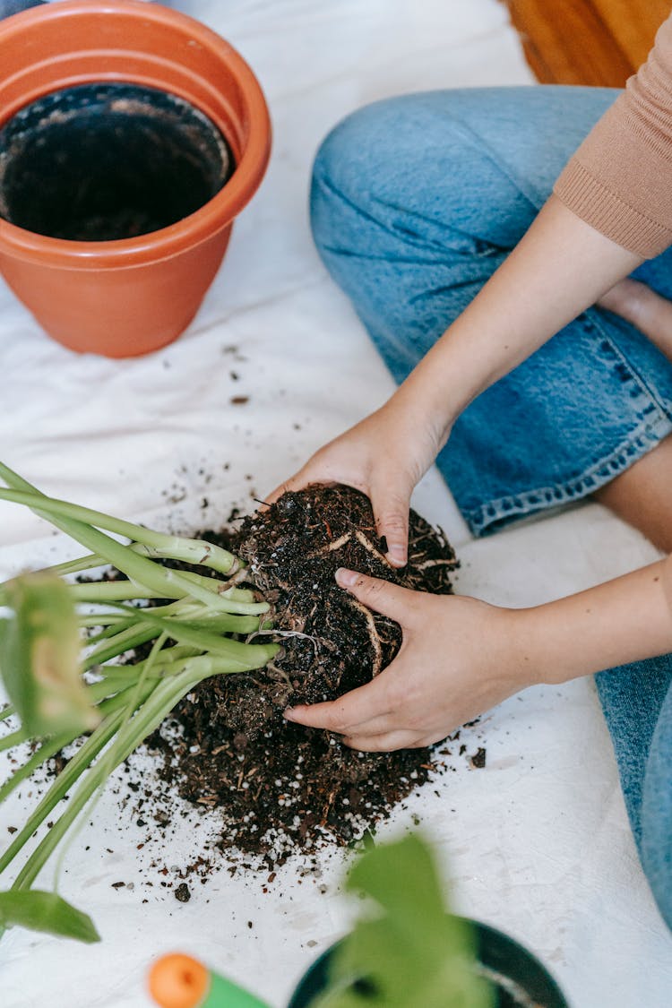 Woman Transplanting Plant In Pot At Home