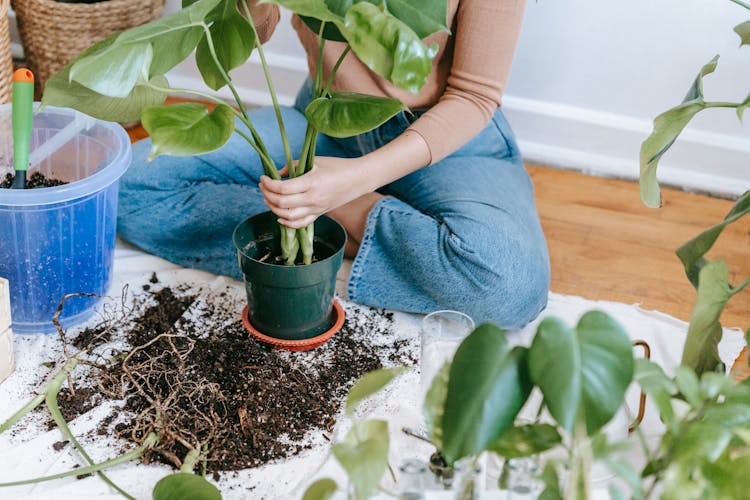 Necessary Equipment for Indoor Gardens thumbnail