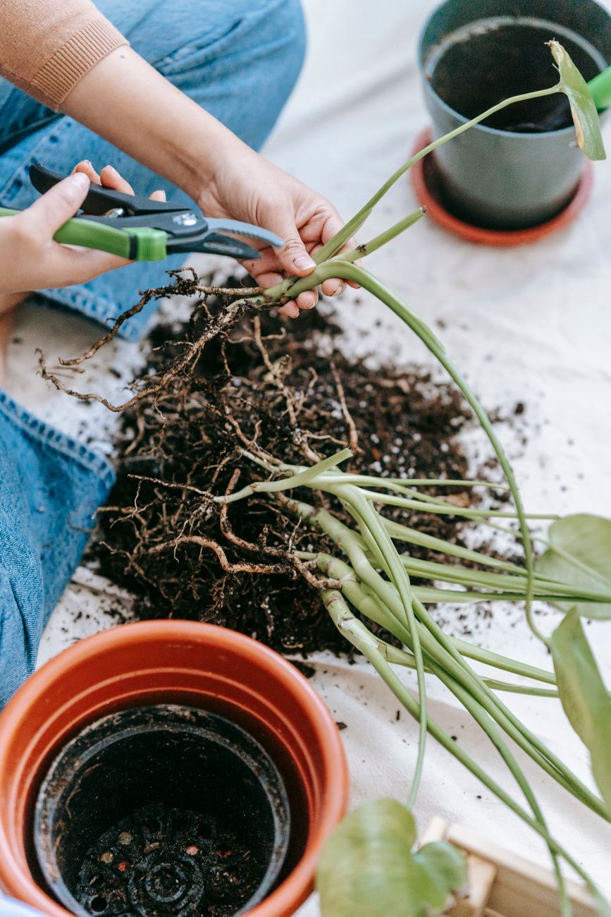 gardener carefully pruning escaped roots from a large container plant