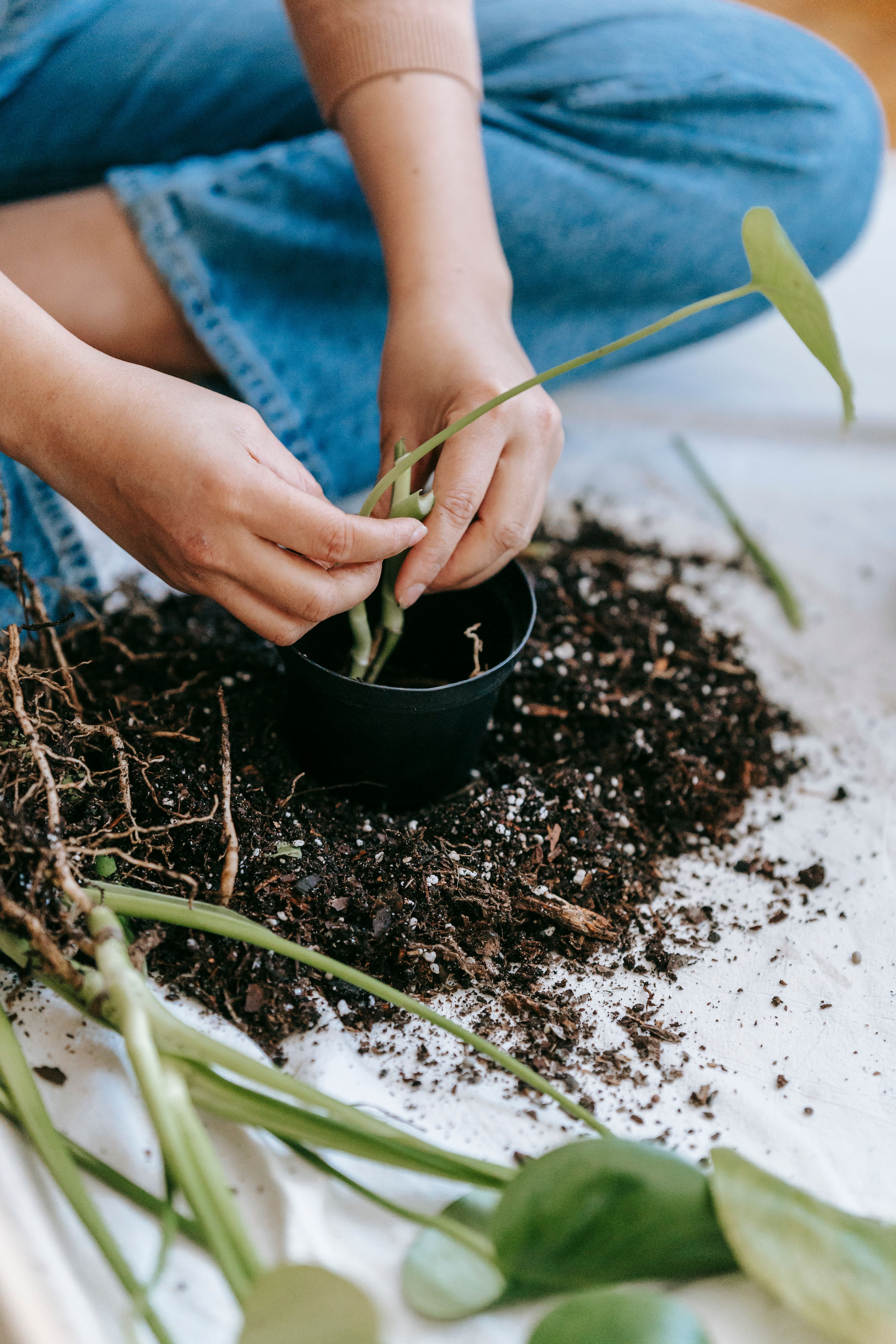 Budget-Friendly Natural Plant Fertilizers