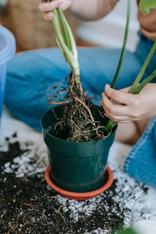 Woman planting houseplant into pot placed on soil