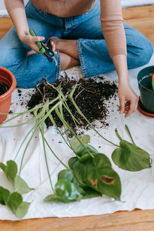 Free High angle of crop anonymous female gardener sitting on floor with gardening secateurs and preparing seedling for planting in pots Stock Photo