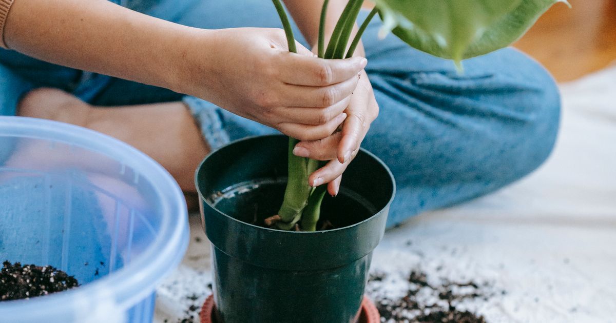 How Often Should You Water Balcony Plants? A Complete Guide