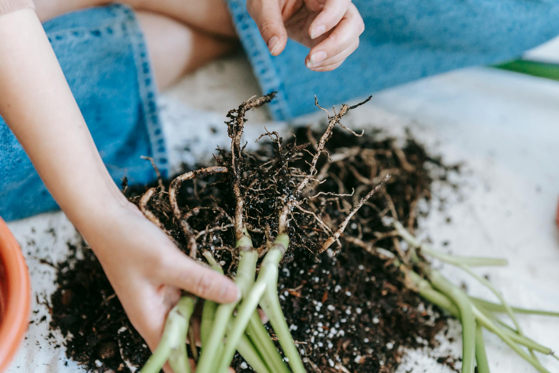 Close-up of hands transplanting seedlings, focusing on roots and soil indoors.