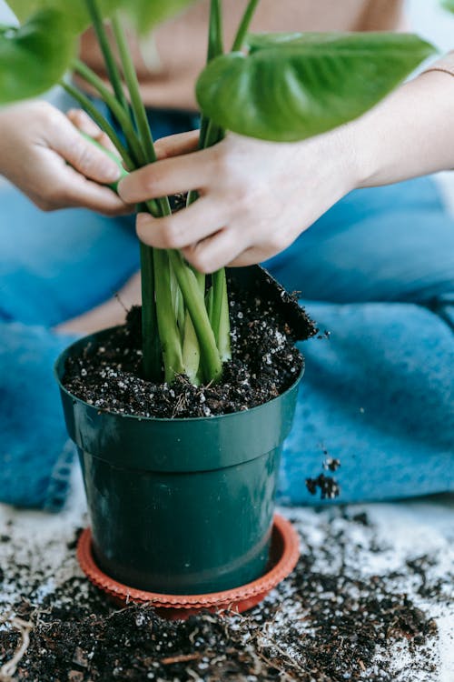 Woman planting houseplant in pot with soil