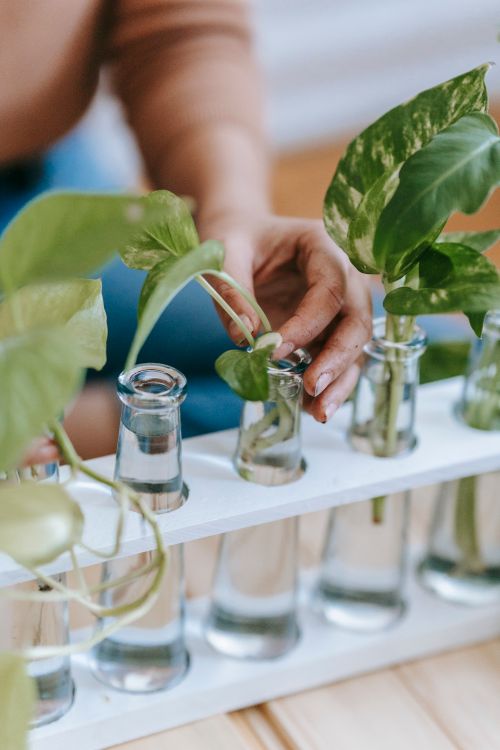 Free High angle of crop anonymous female gardener planting saplings in glass flasks placed in row in wooden container Stock Photo