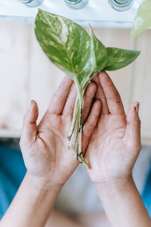 Top view of crop anonymous female gardener demonstrating green plant with roots for cultivating at home