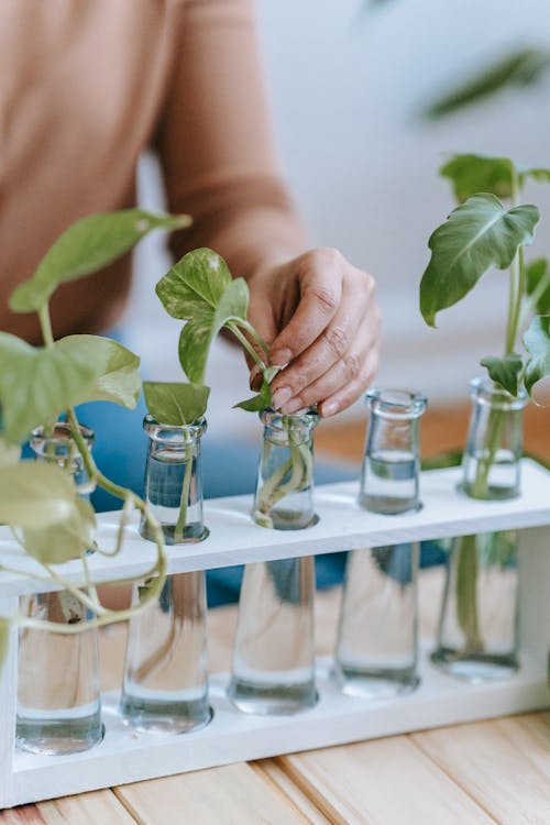 Crop anonymous female gardener sitting at table with row of glass bottles filled with water with green sprouts