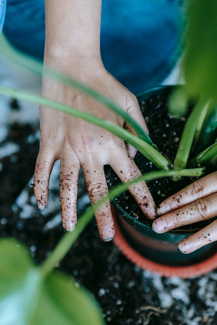 Woman Planting Seedling In Soil In Pot