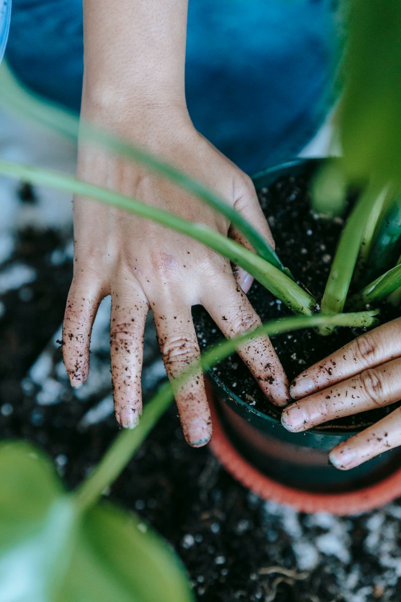 Os 7 Melhores Fertilizantes para Cada Fase do Cultivo