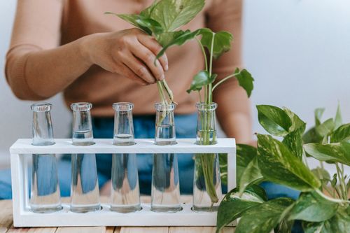 Free Crop anonymous female planting sprout in transparent glass bottle with water at home Stock Photo