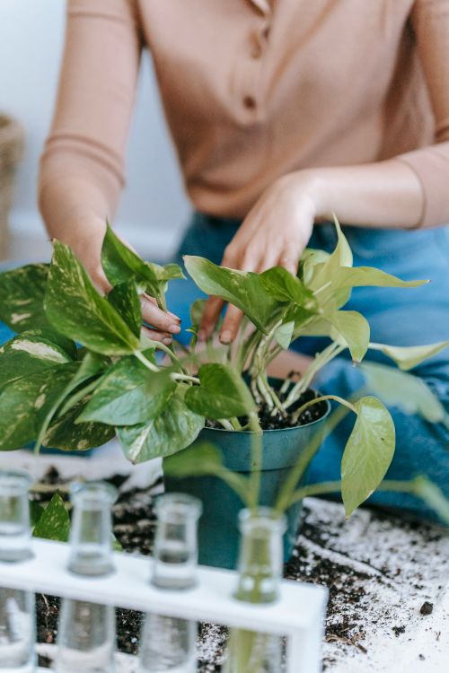 Free Crop anonymous female in casual clothes sitting on floor and planting seedling in pot in flat Stock Photo