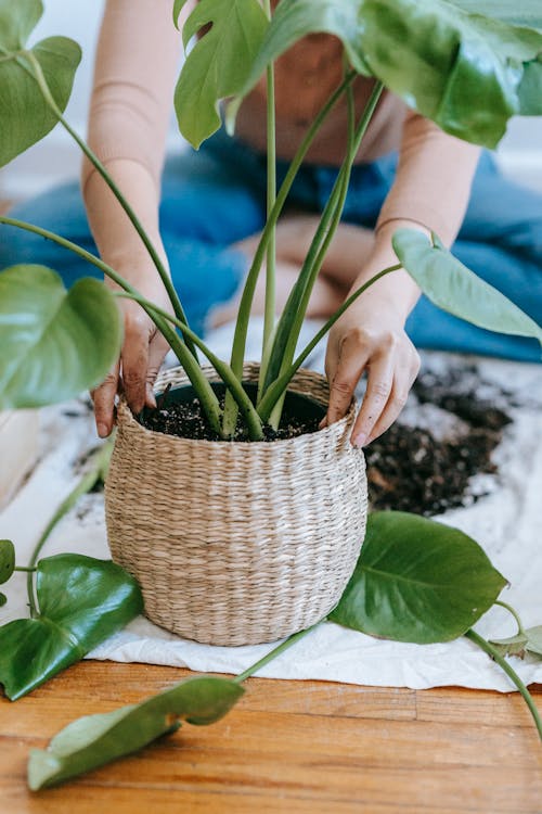 Crop anonymous female sitting with crossed legs and planting green plant in pot placed on white cloth