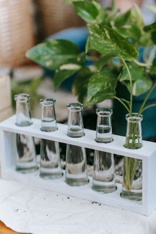 Free High angle of set of glass bottles with green sprouts in row in wooden container placed in apartment Stock Photo