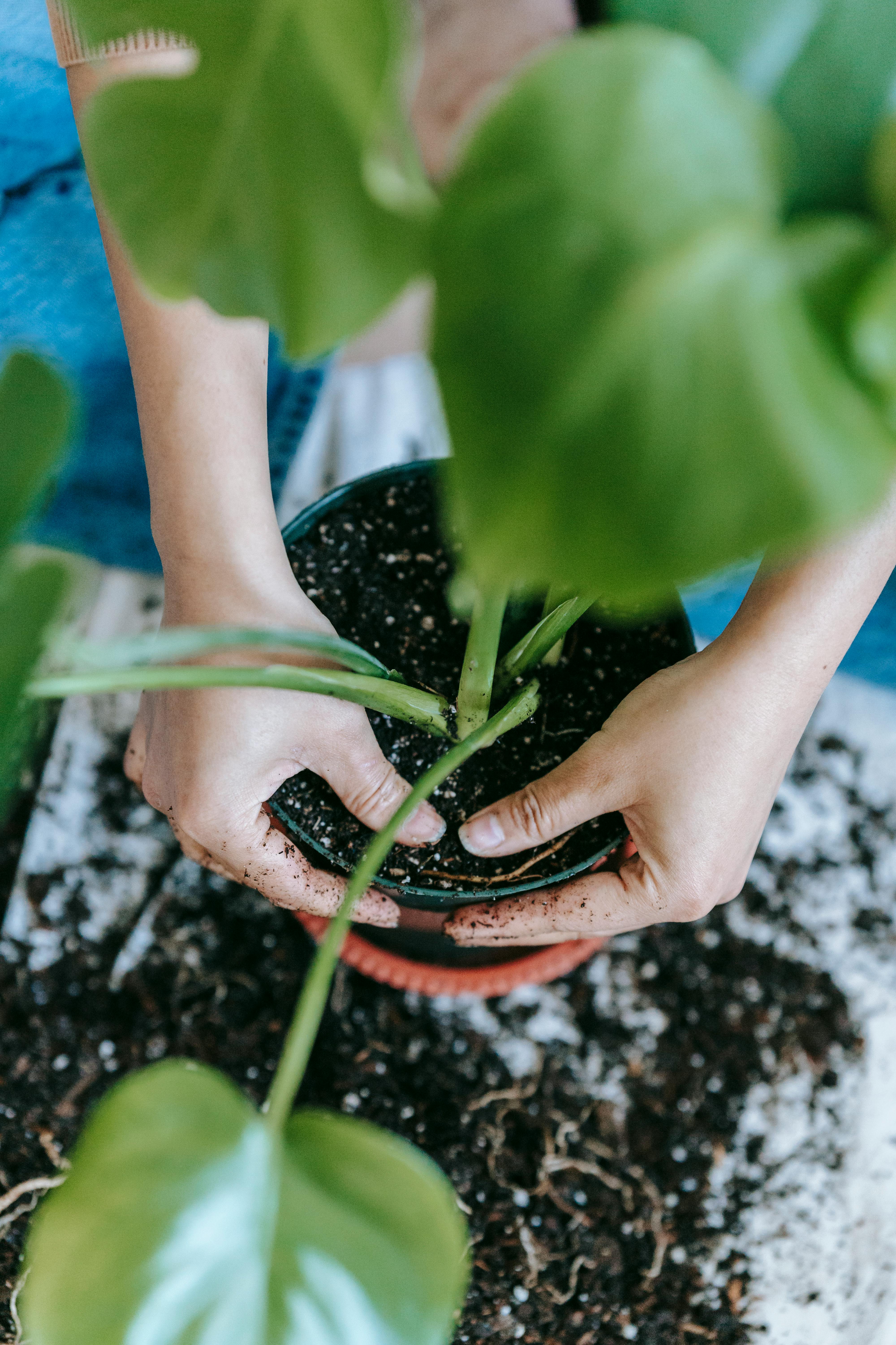 crop gardener replanting tropical plant in pot at home