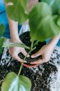 From above of crop anonymous female horticulturist replanting exotic plant with green leaves in house