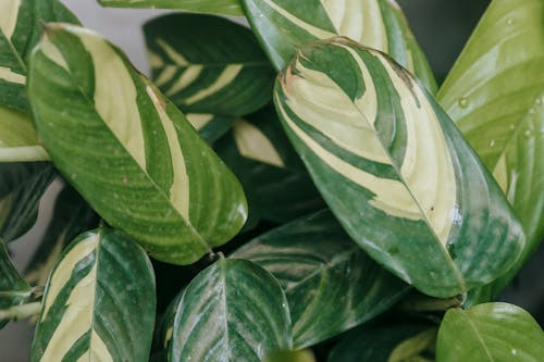 Ctenanthe with lush green and white leaves with veins and water drops in light house