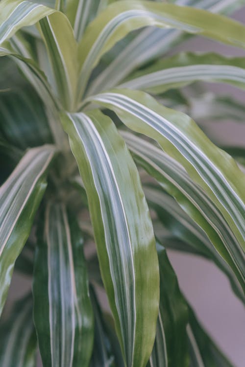 Dracaena with ornamental foliage growing at home