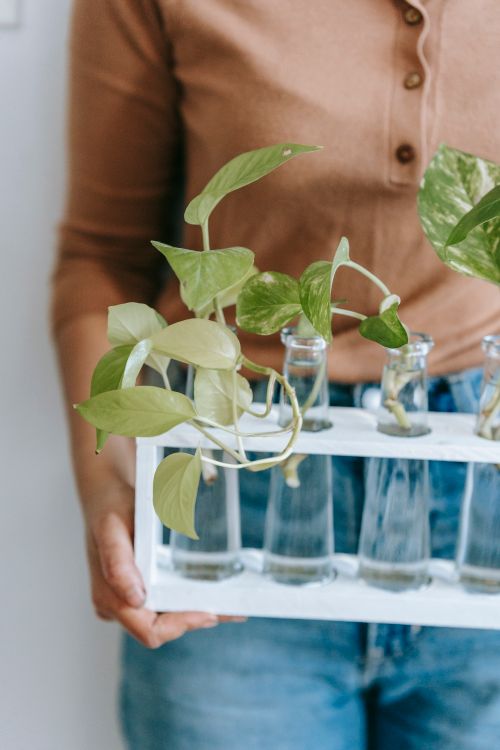 Free Crop unrecognizable female gardener demonstrating exotic plant sprigs with wavy leaves and stems in glass vases Stock Photo