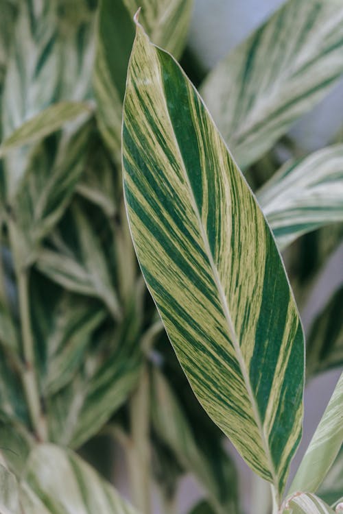 Безкоштовне стокове фото на тему «zingiberaceae, zingiberales, альпінія»