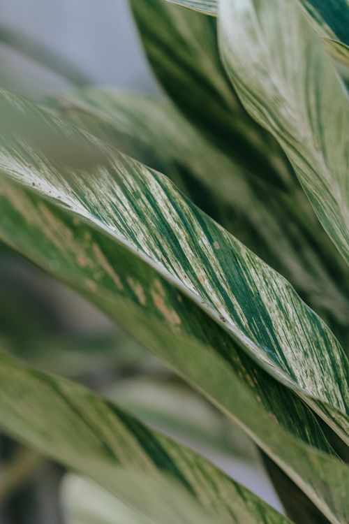 Free Exotic plant with ornament on white and green foliage growing in light house on blurred background Stock Photo
