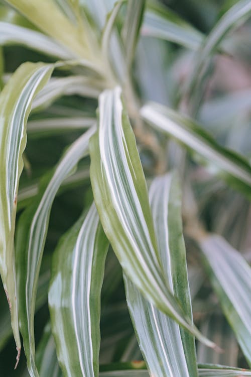 Free Dracaena with curved leaves growing in daylight Stock Photo