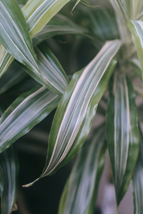 Free Tropical plant with long green leaves with spiky edges and striped ornament on blurred background Stock Photo