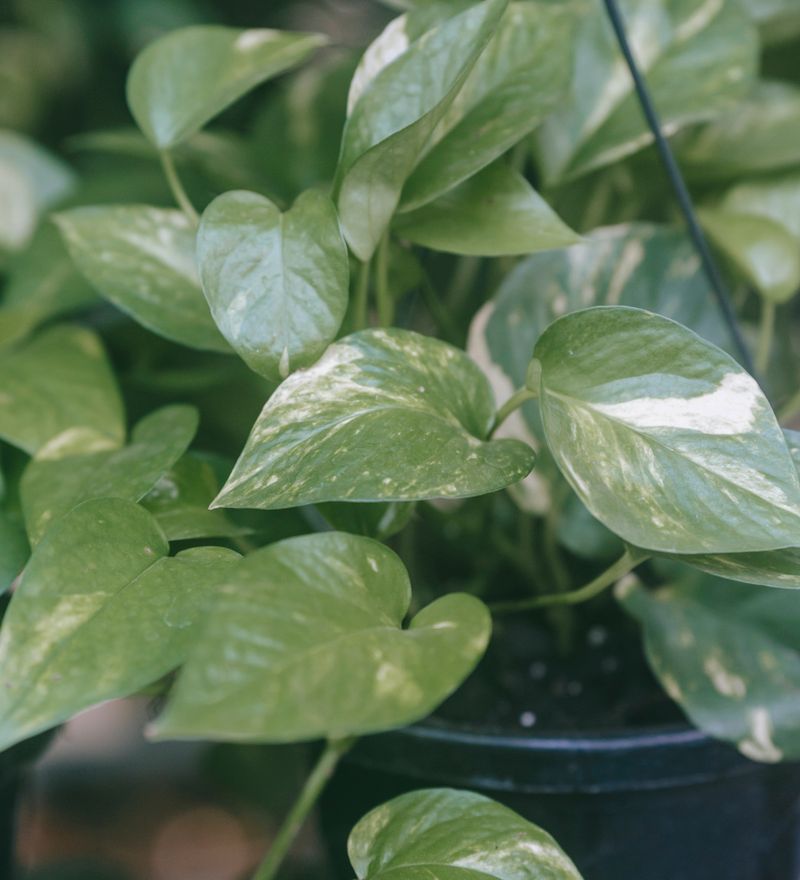 Plante dépolluante dans une chambre