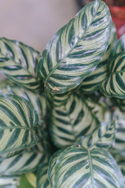 Ctenanthe with curved lush green leaves growing in house in daylight on blurred background