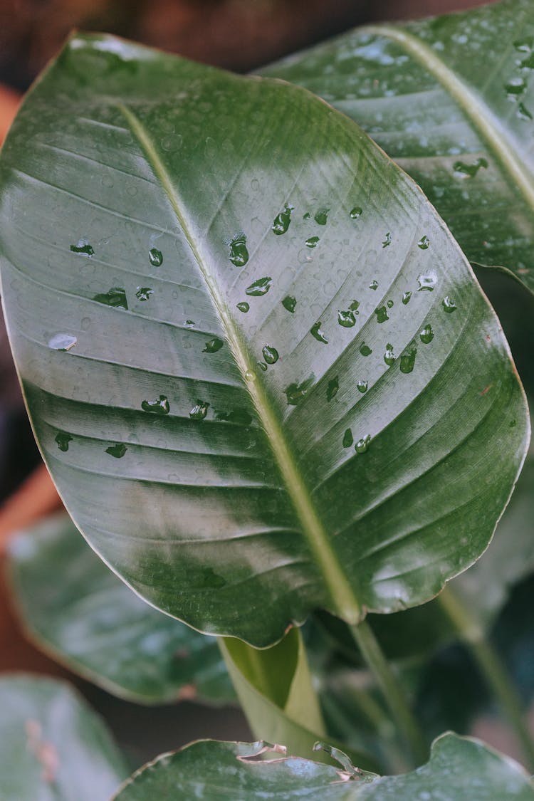 Ficus With Water Drops On Large Leaves At Home