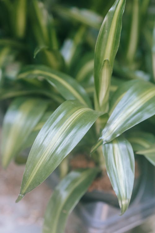 Free Tropical plant with wavy green foliage with pointed edges growing in pot in light house Stock Photo