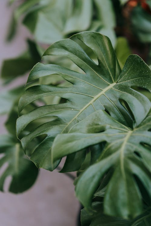 Free Monstera with large green foliage at home Stock Photo