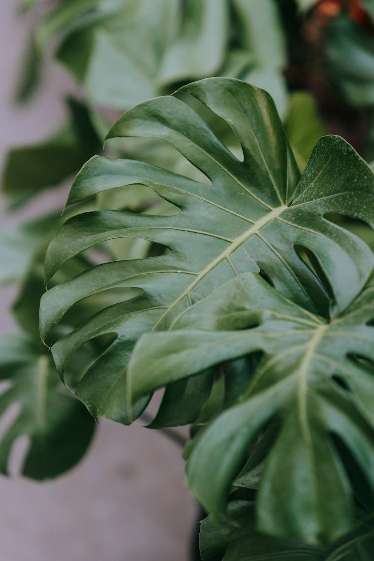 Monstera With Large Green Foliage At Home