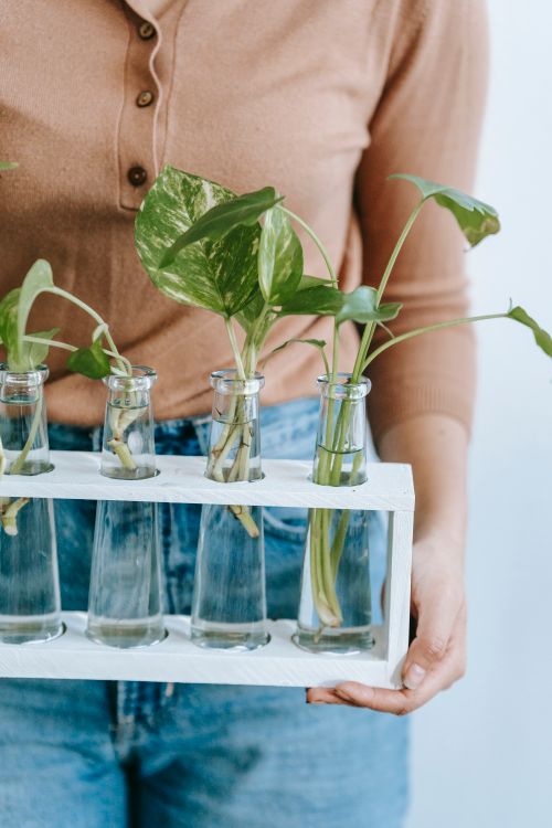Free Crop anonymous female horticulturist showing row of glass vases with green plant sprigs with large foliage Stock Photo