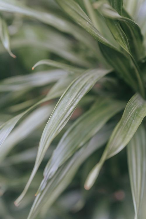 Free Exotic plant with wavy green leaves with spiky edges growing in house on blurred background Stock Photo