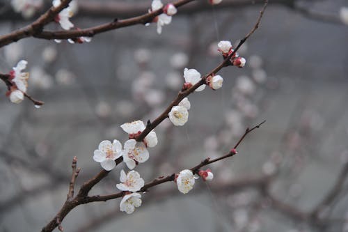 White Flowers on Brown Stem