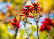 Green Bird on Red Flower