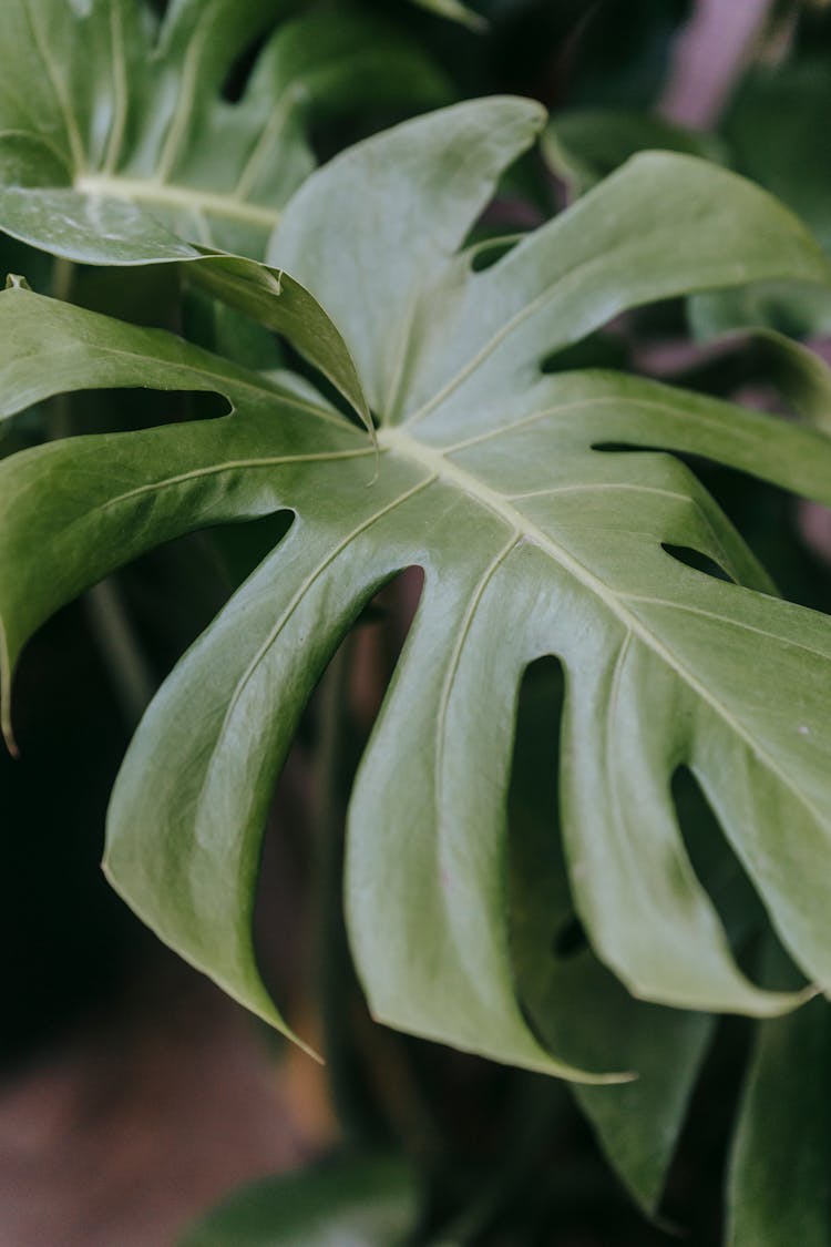 Monstera With Lush Green Leaves At Home