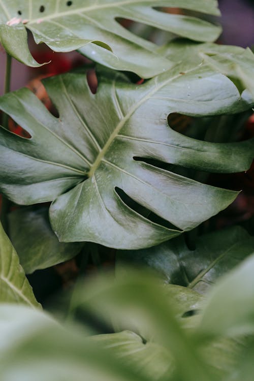 Free Monstera with large green leaves at home Stock Photo